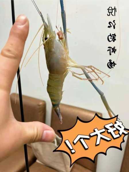 黑河虾钓鱼怎么样，黑河虾吃哪些-第2张图片-平阳县乌魄百货商行